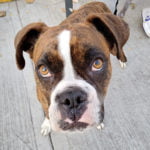 Prueba de fotografía Lanix Alpha 5S