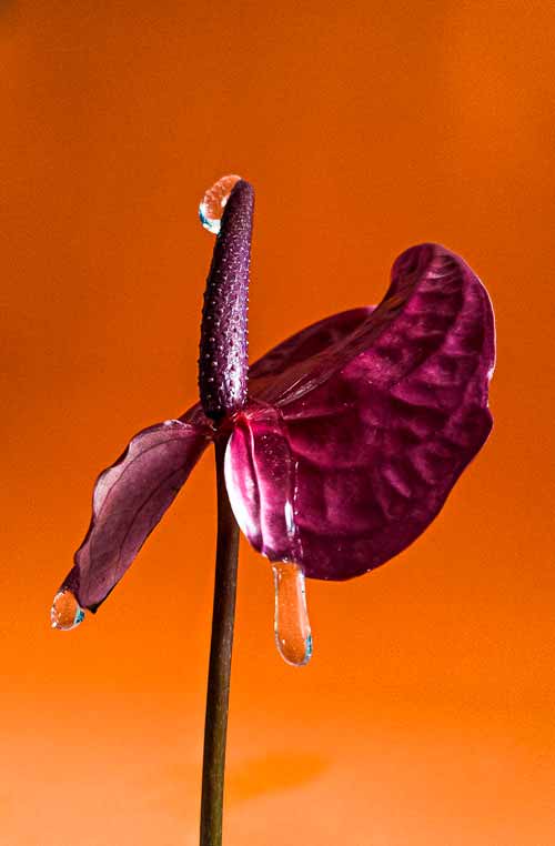 moto edge 20 pro encuadre