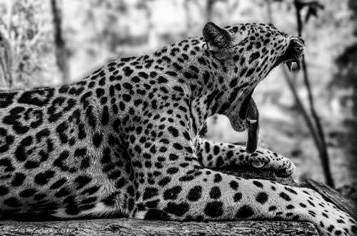 Cámara de tu celular fotos artísticas