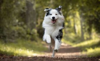 Día Mundial del Perro