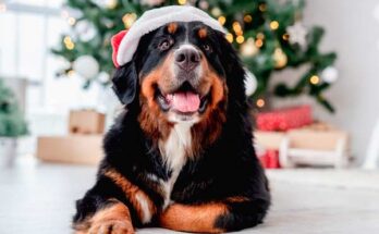 consejos para tomar fotos navideñas de mascotas